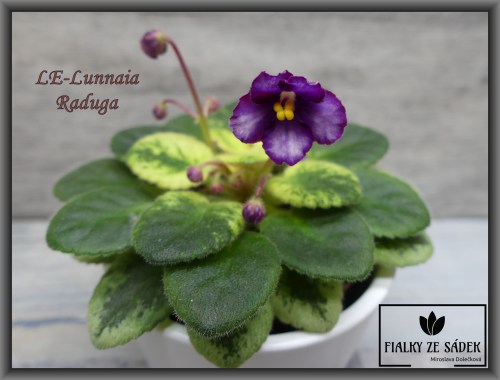 LE-Lunnaia Raduga